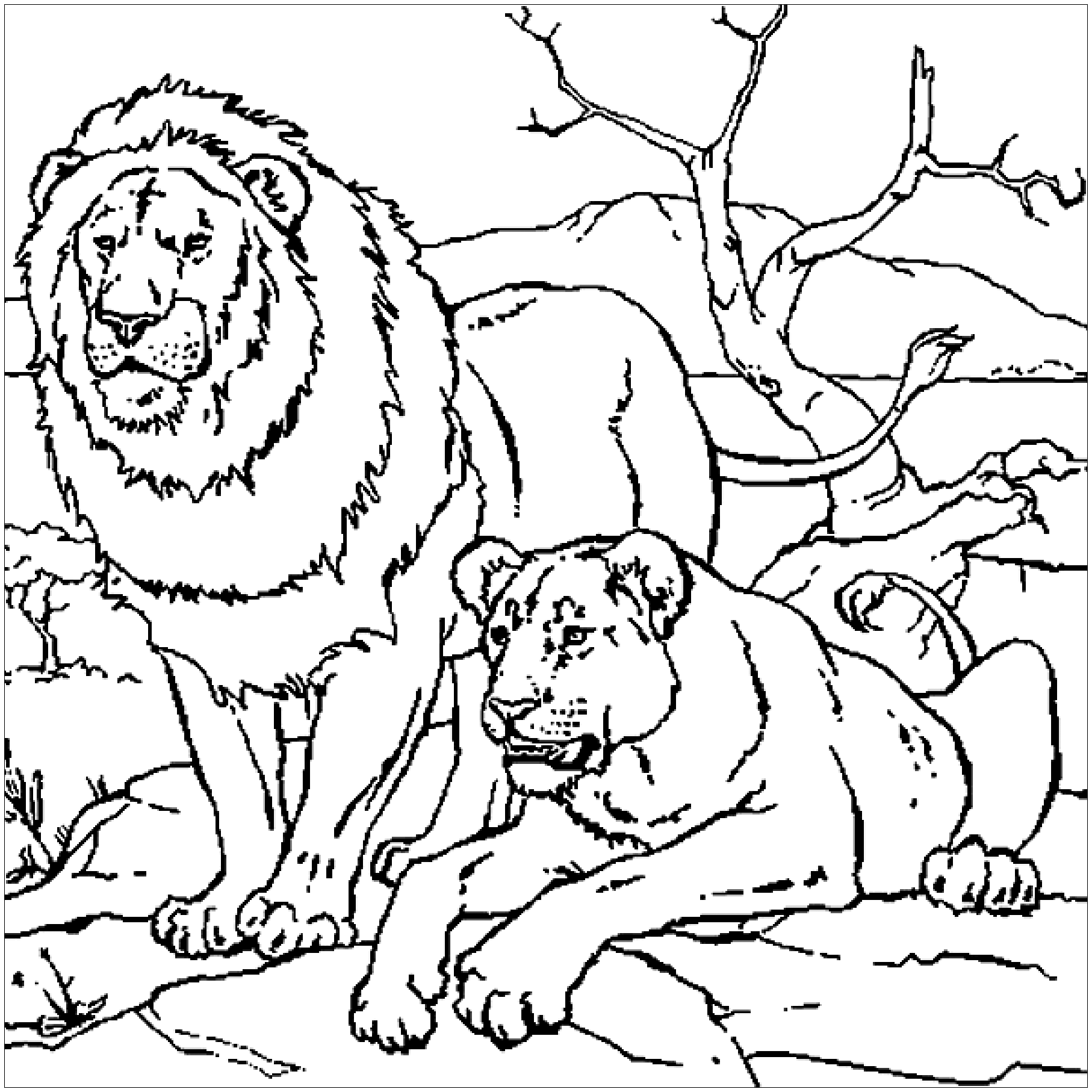 Lion Couple Lion Coloring Pages For Kids
