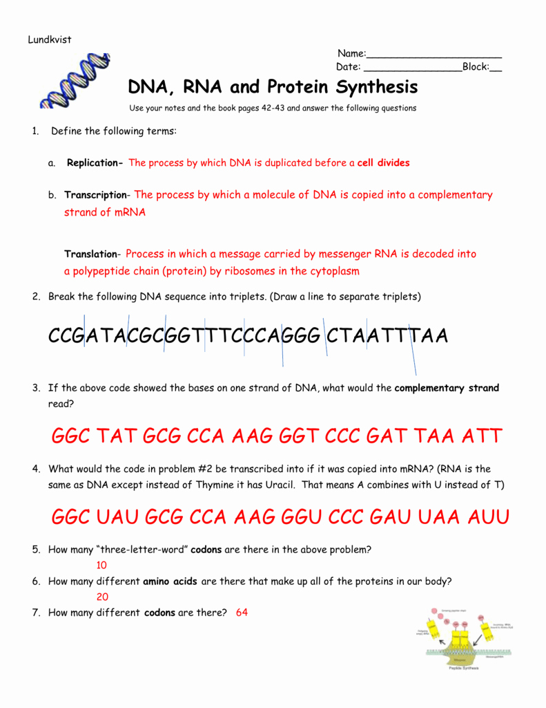 50 Protein Synthesis Worksheet Answer Key