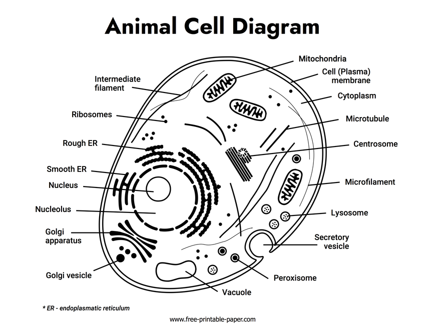 Animal Cell Diagram Free printable paper