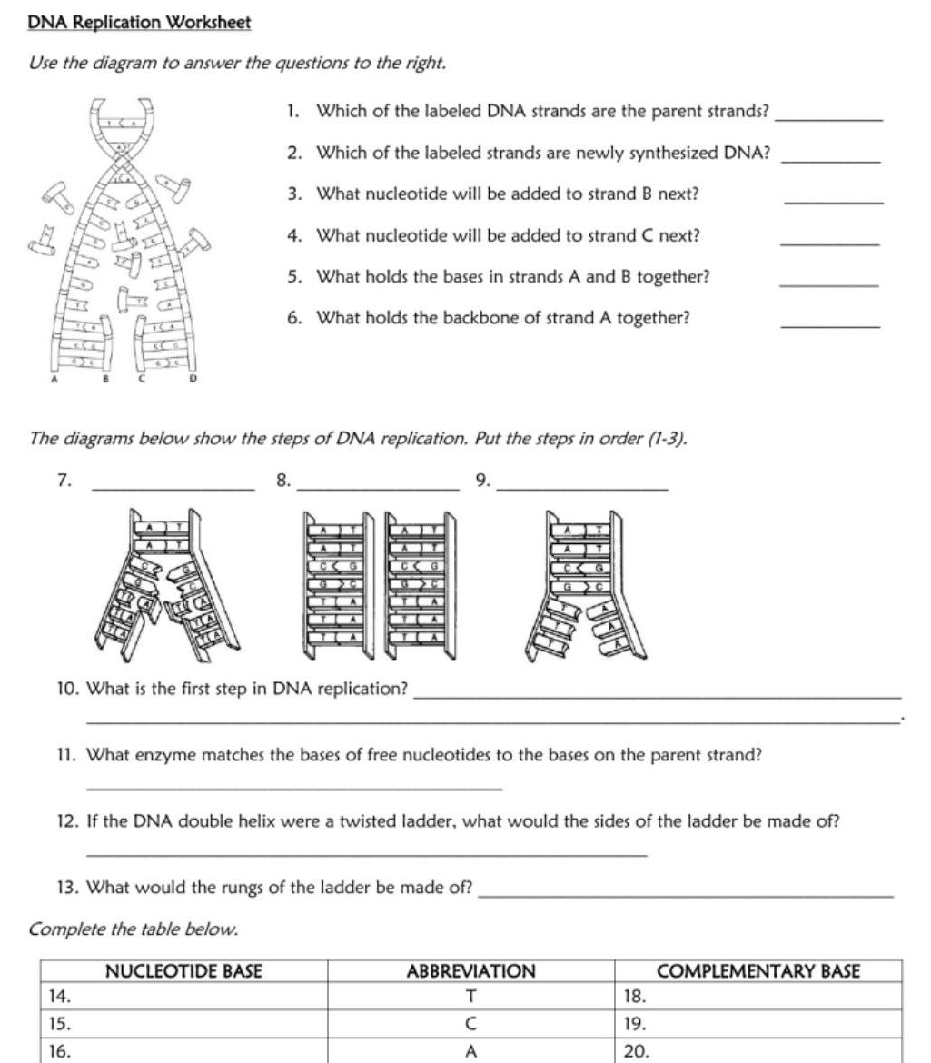 ANSWERED DNA Replication Worksheet Use The Diagram To Answer The 