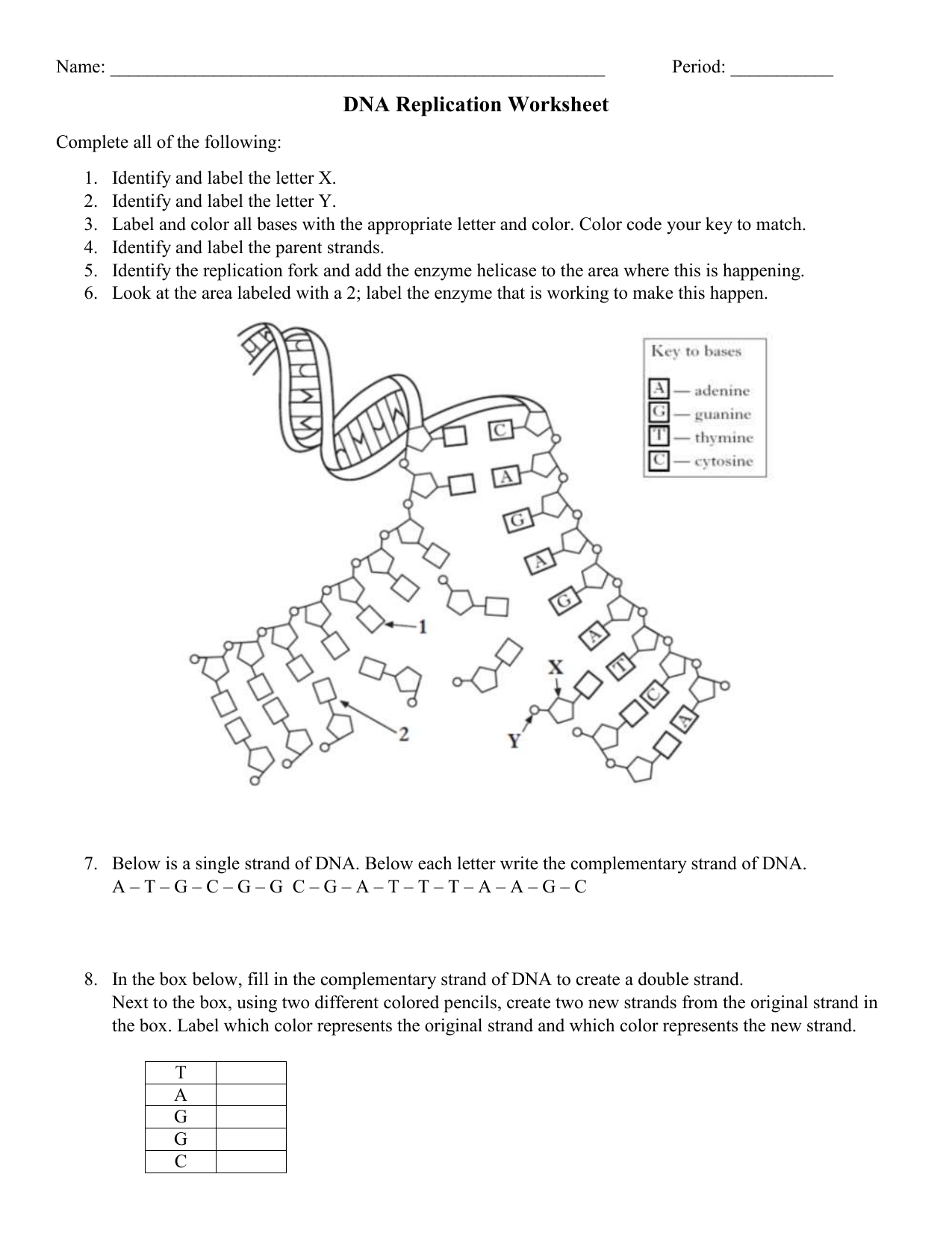 Dna Replication Worksheet Key Zipworksheet