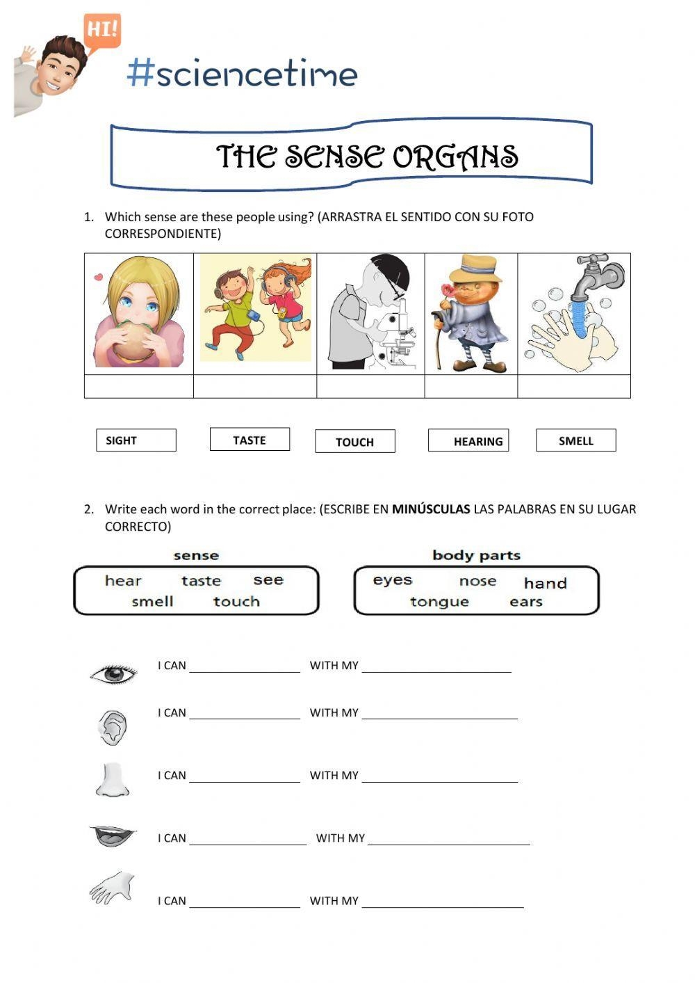 EVS Sense Organs Interactive Worksheet 5 Senses Worksheet 