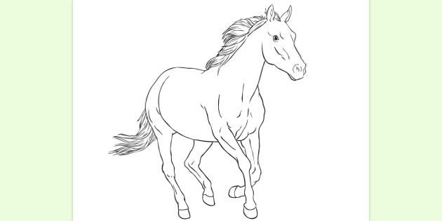 FREE Horse Colouring Page To Print Teacher Made 