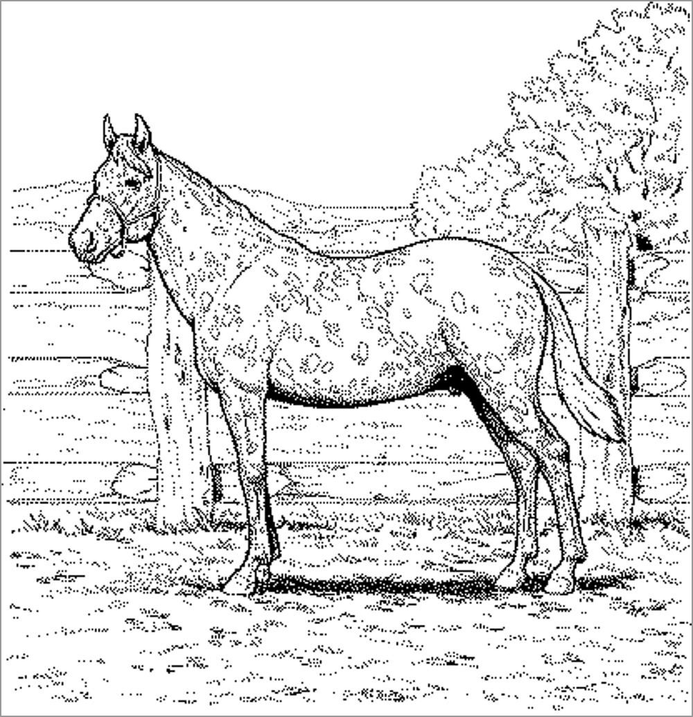 Horse Coloring Page ColoringBay