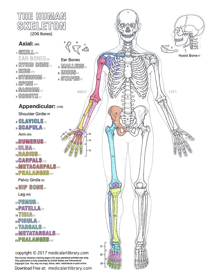 Human Skeleton Coloring Page Medical Art Library