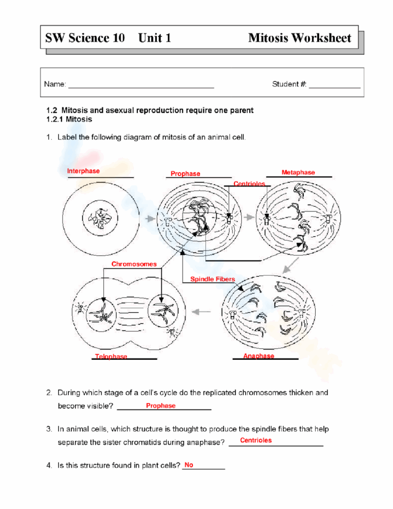 Mitosis Worksheet - Free Printable Coloring Pages