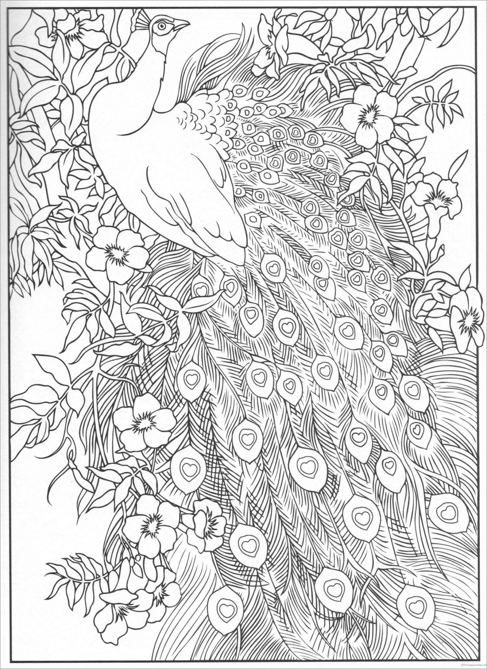 Peacock Coloring Pages ColoringBay