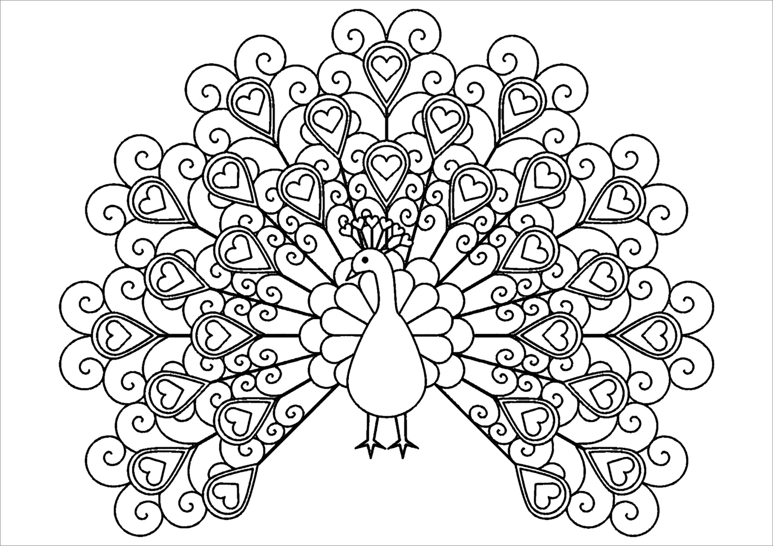 Peacock Coloring Pages ColoringBay