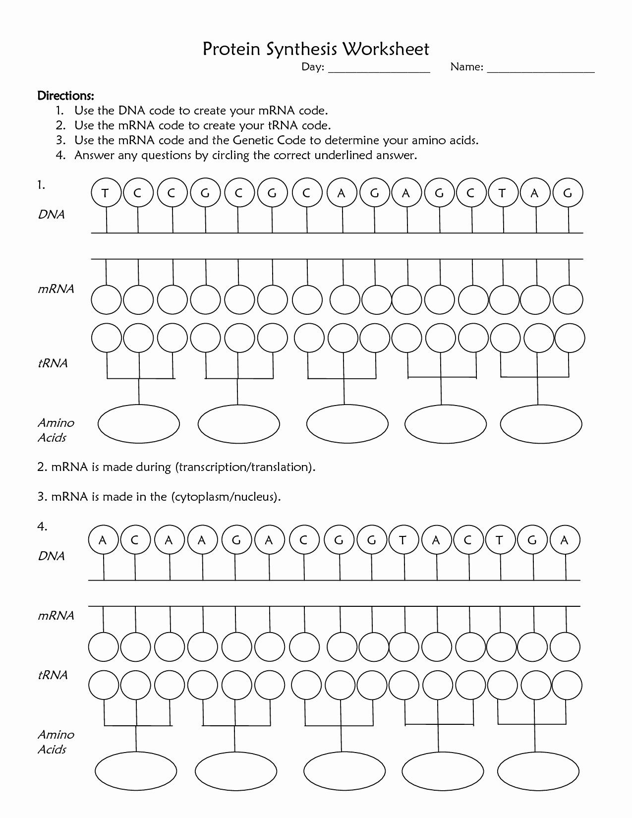 Protein Synthesis And Amino Acid Worksheet Db excel