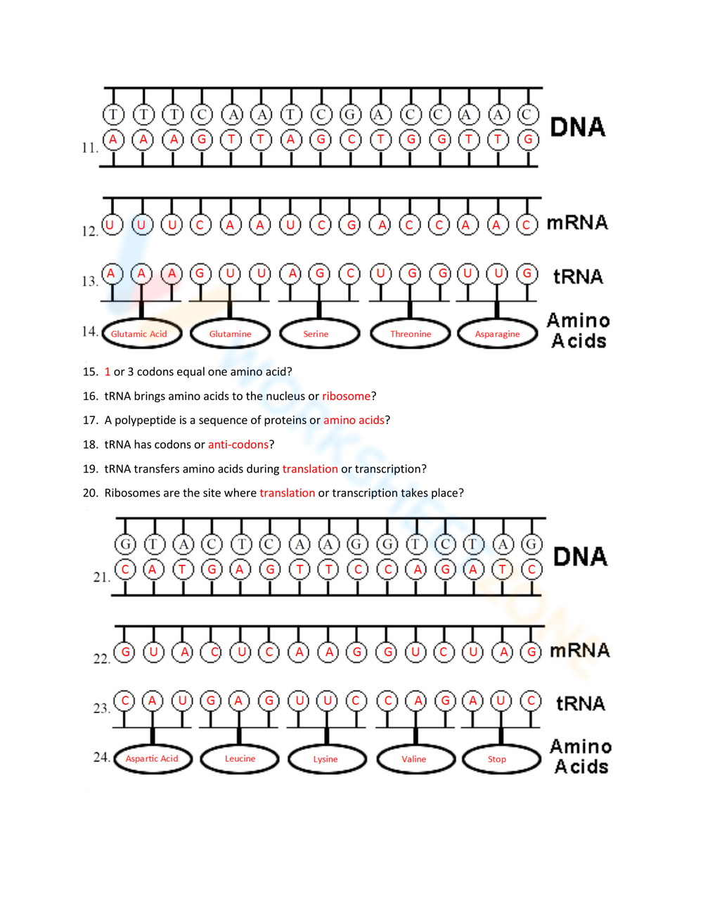Protein Synthesis Cell Transport And Energy Flow Activity 