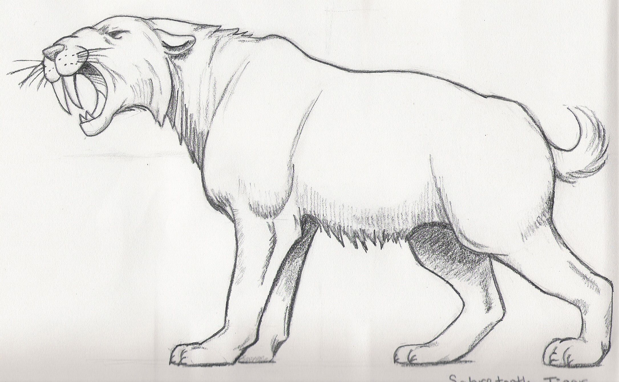 Saber Tooth Tiger Coloring Page Coloring Home