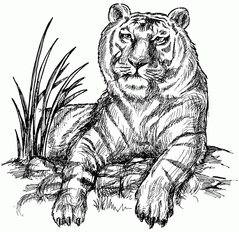 Tiger Printable Coloring Pages Coloring Home