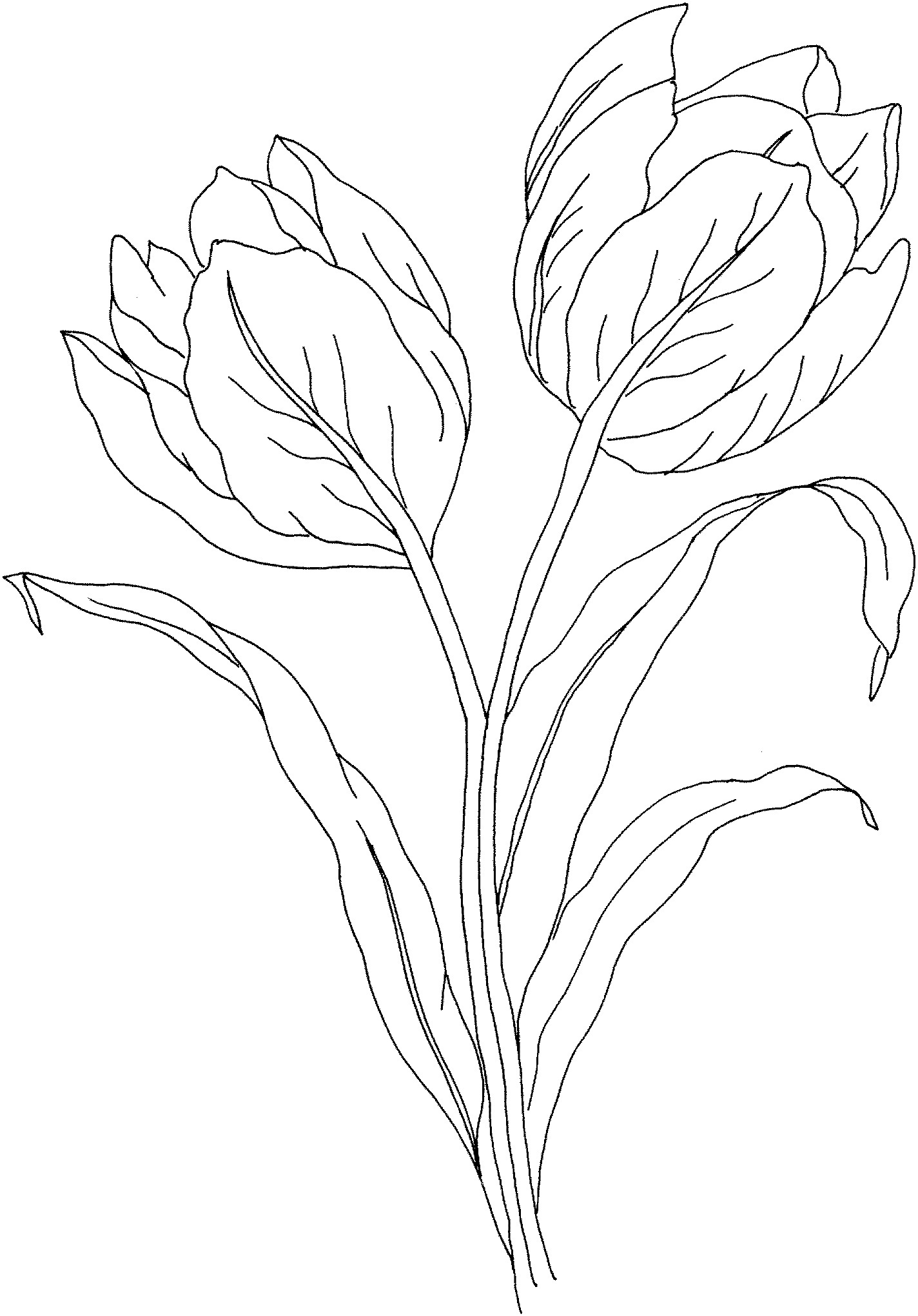 Tulip Coloring Pages Printable ColoringMe