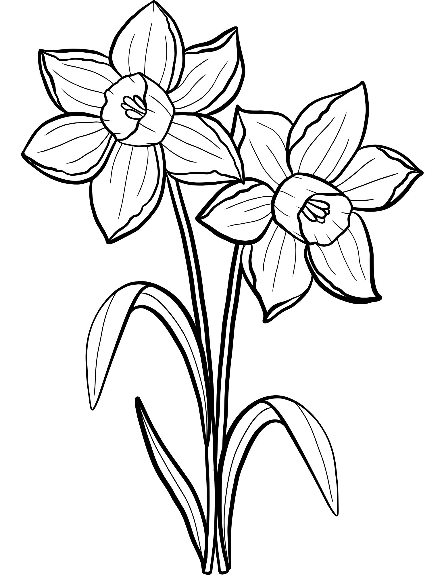 Free Printable Daffodils Coloring Pages